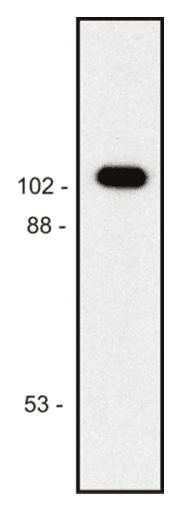 Beta Galactosidase Antibody (clone BG-02)