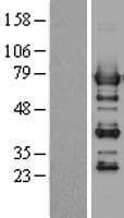 PTPN6 / SHP1 Protein (Over-Expression Lysate Myc-DDK (Flag))