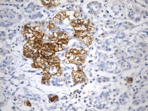 CD99 Antibody (clone UMAB261, Carrier-free)