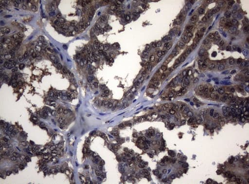 ADH5 Antibody (aa1-266, clone OTI5G4)