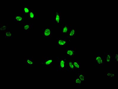 Polyclonal Rabbit anti-Human HIST1H3A Antibody (IF)