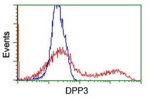 Dipeptidyl Peptidase 3 / DPP3 Antibody (clone OTI 2B12)