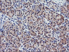 RGS16 Antibody (clone OTI4E5)