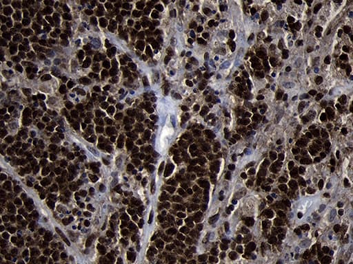 HOXC4 Antibody (clone OTI1F6, Carrier-free)