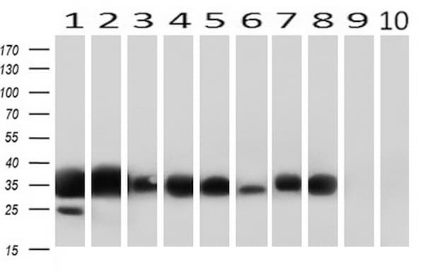 CD32A Antibody (clone UMAB59, Carrier-free)