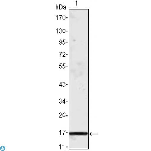 MCPT1 / Mast Cell Protease 1 Antibody