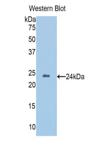 HGD Antibody (aa8-205, APC)