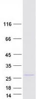 Human TMEM134 Protein (Recombinant Myc-DDK (Flag))