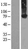 KIND2 / FERMT2 Protein (Over-Expression Lysate Myc-DDK (Flag))