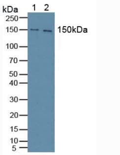 PLCG1 Antibody (aa1091-1290)