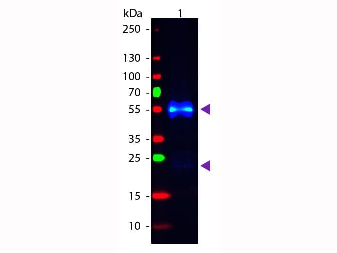 Polyclonal Donkey Anti-Rabbit IgG Secondary Antibody (FITC, IF, WB)