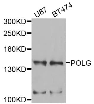 IHC-plus™ Polyclonal Rabbit anti-Human POLG Antibody (IHC, WB)