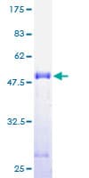 Human ACOT9 Protein (Recombinant GST)