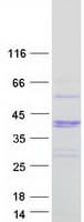 Human WBP2NL Protein (Recombinant Myc-DDK (Flag))