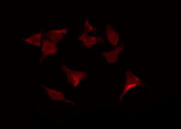 APLNR/ Apelin Receptor / APJ Antibody