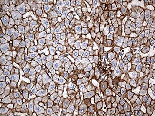 SPTAN1 / Alpha Fodrin Antibody (aa1-147, clone OTI9C10)