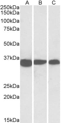PathPlus™ PCNA Antibody (aa111-122)