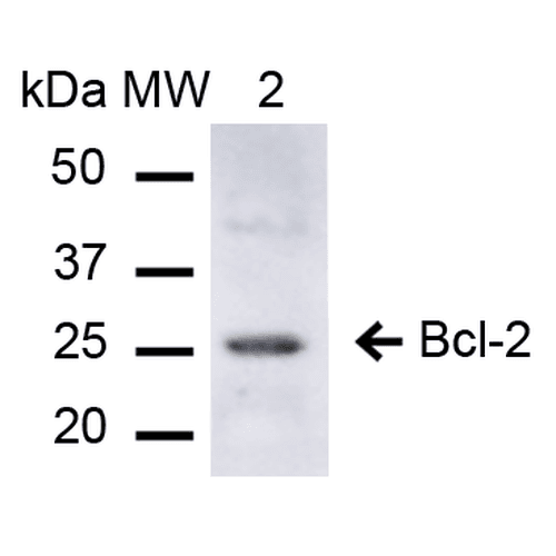 BCL2 / Bcl-2 Antibody (PerCP)