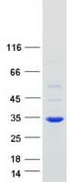 Human ROGDI Protein (Recombinant Myc-DDK (Flag))