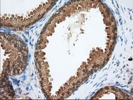 PDE4A / PDE4 Antibody (clone OTI5C6)