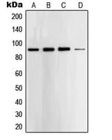 STAT5 A+B Antibody (C-Terminus)