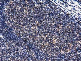 CLPP Antibody (clone OTI1F6, Carrier-free)