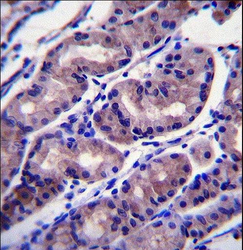 FOXA2 Antibody (aa128-157)