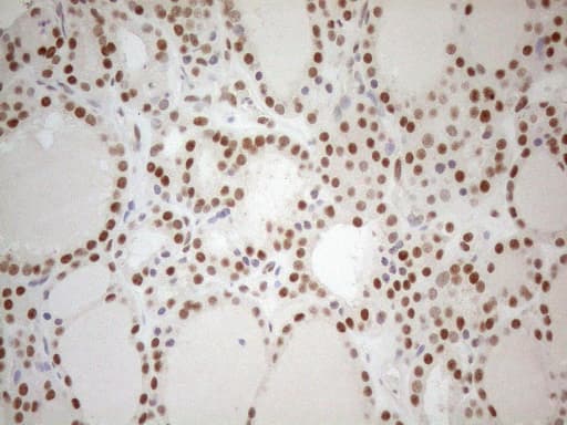 RGL2 Antibody (aa547-777, clone OTI10F2, Carrier-free)