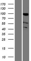 KAT2B / PCAF Protein (Over-Expression Lysate Myc-DDK (Flag))