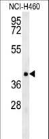 Polyclonal Rabbit anti-Human TRAF1 Antibody (aa55-83, WB)