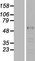 LUC7L2 Protein (Over-Expression Lysate Myc-DDK (Flag))
