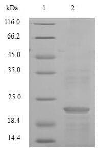 Mouse C15orf48 / NMES1 Protein (Recombinant DDK,C-terminus)