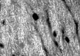 BSN / Bassoon Antibody (clone SAP7F407)