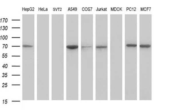 GCLC Antibody (clone OTI1A3)