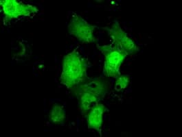 C21orf59 Antibody (clone OTI2E5, Carrier-free)