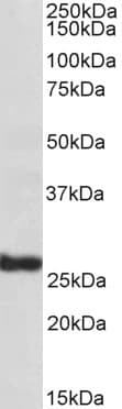 Polyclonal Goat anti-Human PMEL / SILV / gp100 Antibody (aa647-660, WB)