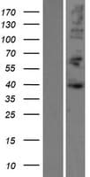 HNRNPD / AUF1 Protein (Over-Expression Lysate Myc-DDK (Flag))