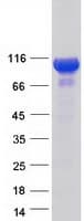 Human PITPNM3 / NIR1 Protein (Recombinant Myc-DDK (Flag))