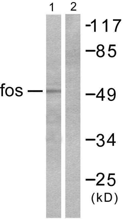 FOS / c-FOS Antibody