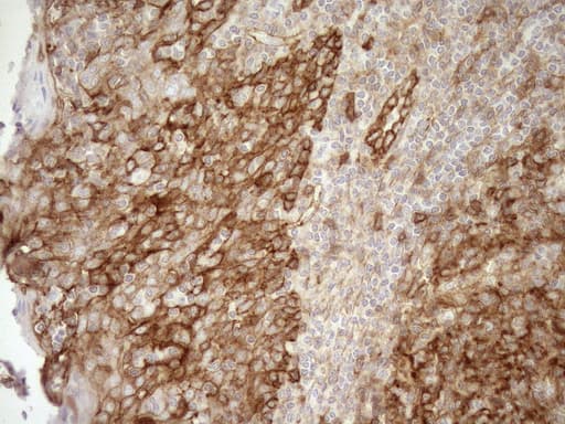 EPLIN Antibody (aa1-275, clone OTI8F7, Carrier-free)