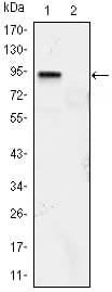 KLF4 Antibody (clone 1E5)