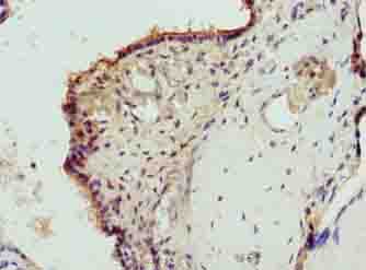 EPO / Erythropoietin Antibody