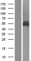 PLRG1 Protein (Over-Expression Lysate Myc-DDK (Flag))