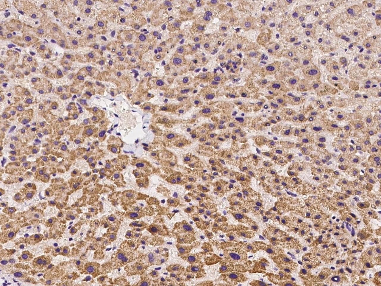 Polyclonal Rabbit anti-Human OFD1 Antibody (IHC)