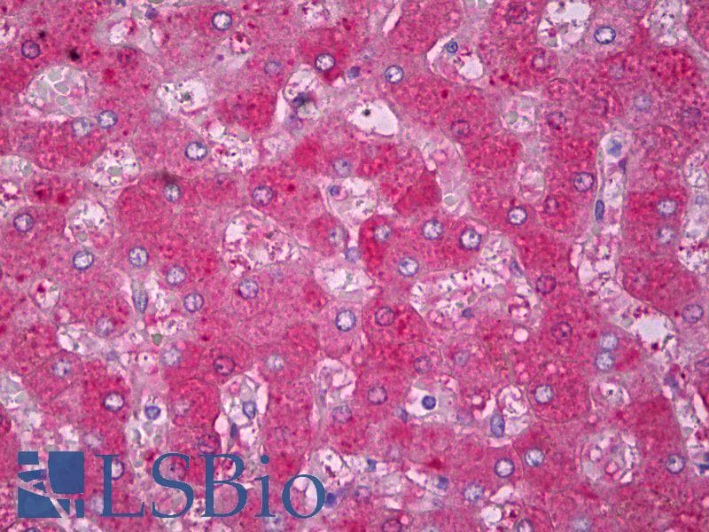 IHC-plus™ Monoclonal Mouse anti-Human HP / Haptoglobin Antibody (clone 26E11, IHC, WB)