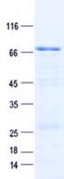 Human ZNF563 Protein (Recombinant GST, N-terminus + His, C-terminus)