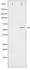 SMAD2 Antibody