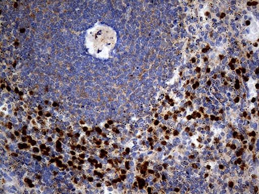 SEPT3 / Septin 3 Antibody (clone OTI3H6)