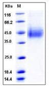 Human CLEC12A / CD371 Protein (Recombinant His,N-terminus)