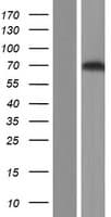PES1 Protein (Over-Expression Lysate Myc-DDK (Flag))